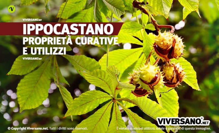 Ippocastano Propriet Utilizzi In Erboristeria E Controindicazioni