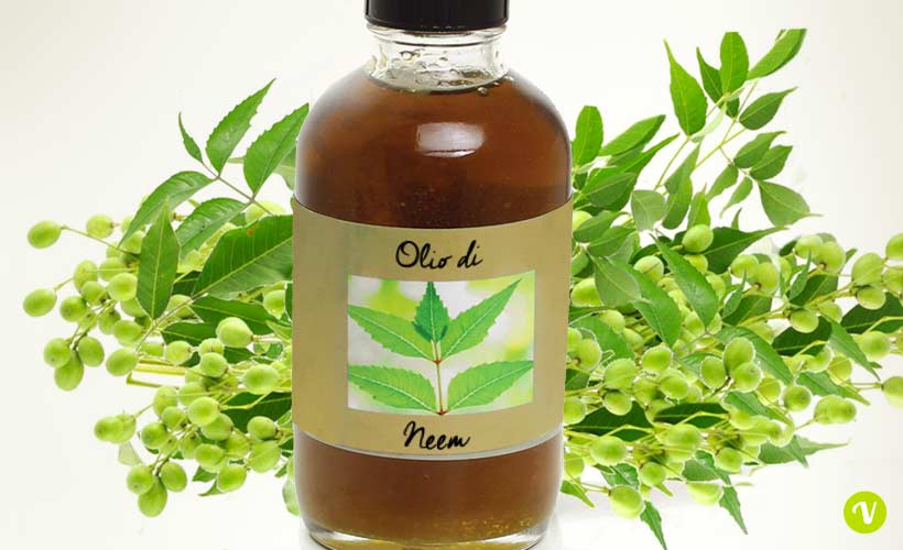 Olio di neem puro per capelli e pelle: proprietà e usi