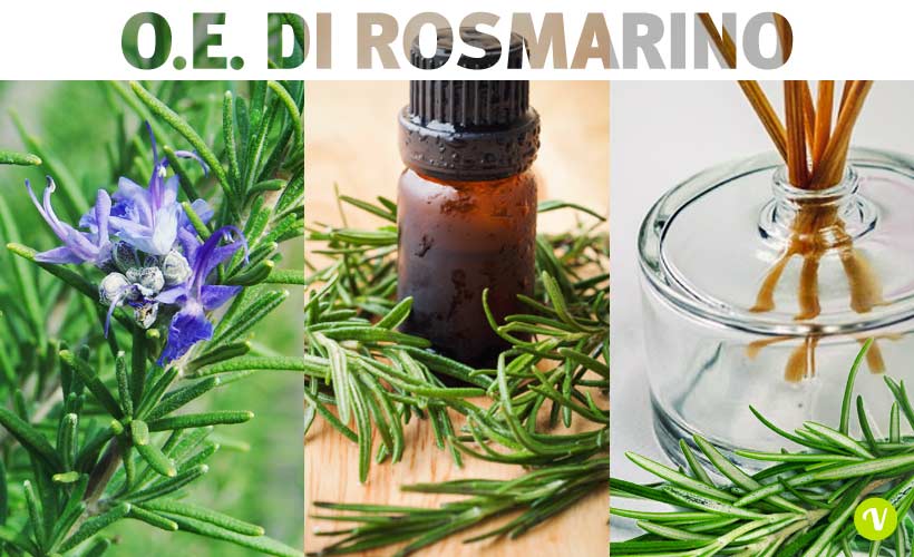Olio essenziale di rosmarino: proprietà, usi in aromaterapia e
